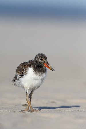American Oystercatcher