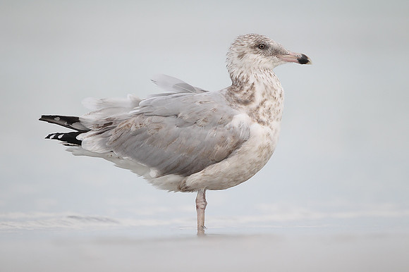 ​American Herring Gull