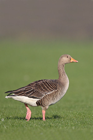 Greylag Goose