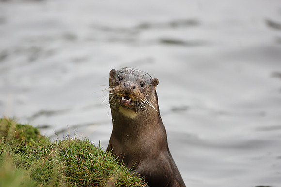 Otter