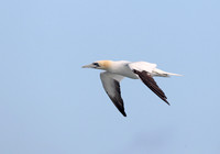 Gannet
