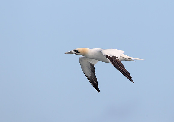 Gannet