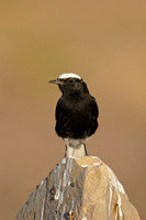 White-crowned Black Wheatear