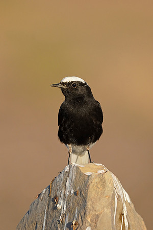 White-crowned Black Wheatear