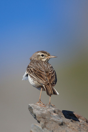 Berthelot's Pipit