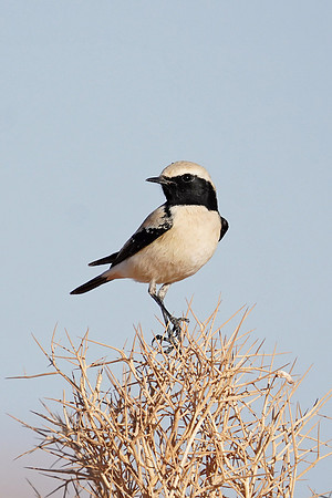 Desert Wheatear