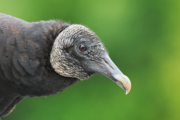 Black Vulture