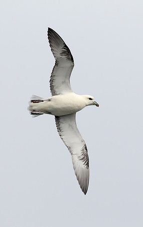 Northern Fulmar