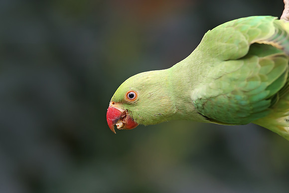 Ring-necked Parakeet