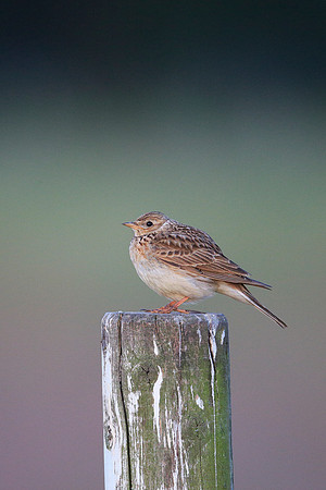 Skylark
