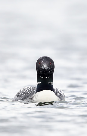 Great Northern Diver