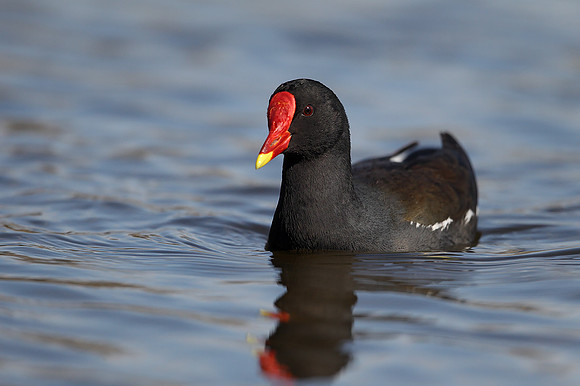 Moorhen