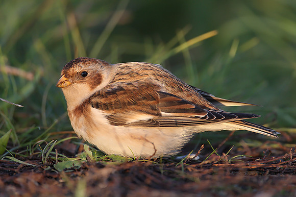 Snow Bunting