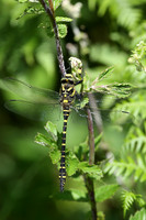 Golden-ringed Dragonfly