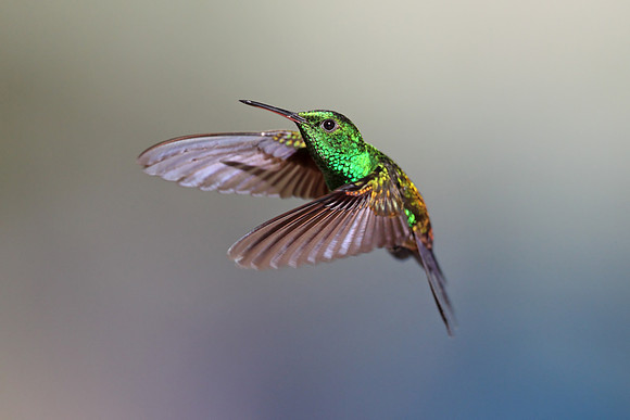 Copper-rumped Hummingbird