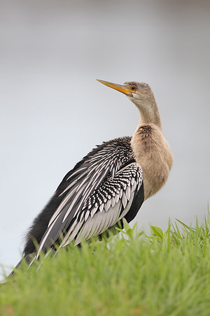 Anhinga