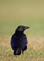 Crows