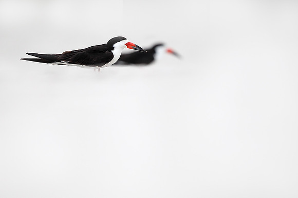 Black Skimmer