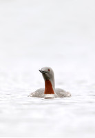 Red-throated Diver