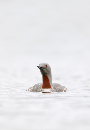 Red-throated Diver