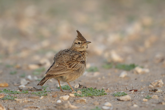 Crested Lark