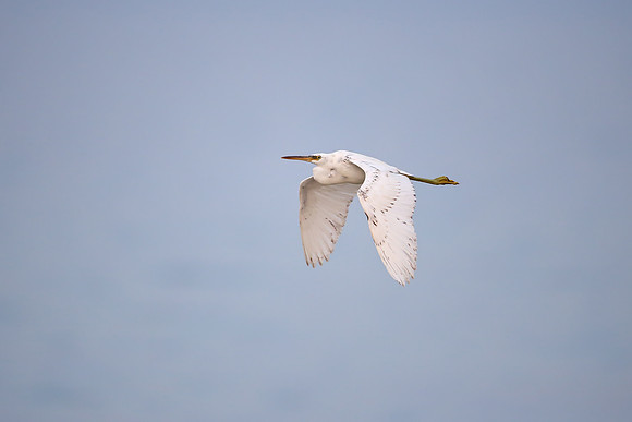 Western Reef Egret
