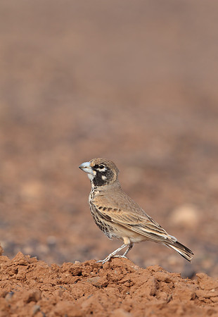 Thick-billed Lark