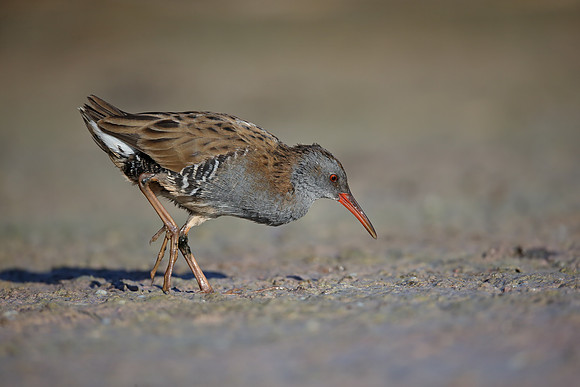 Water Rail