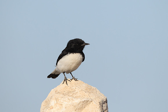 Hume's Wheatear