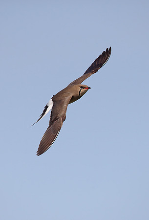 Collared Pratincole