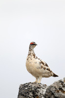 Ptarmigan