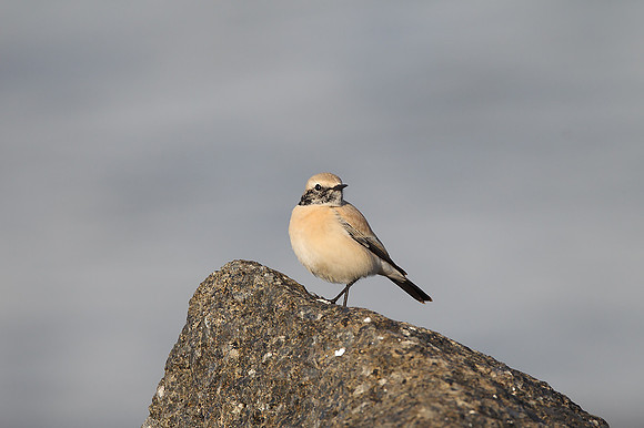 Desert Wheatear