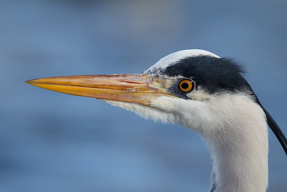 Grey Heron