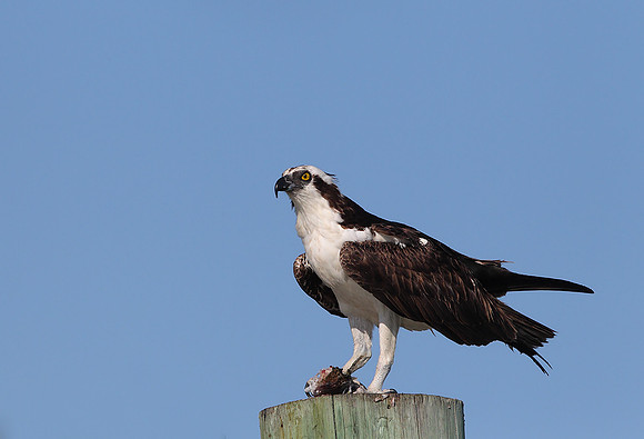 Osprey