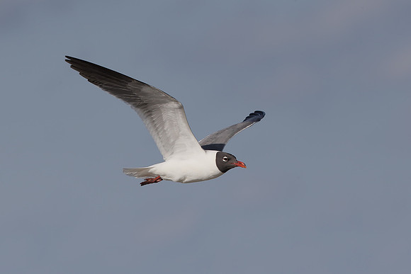 Laughing Gull
