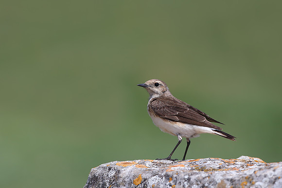 Pied Wheatear