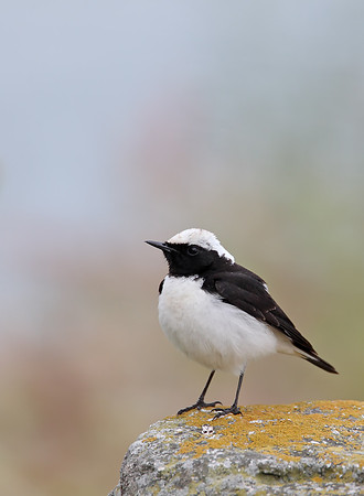 Pied Wheatear