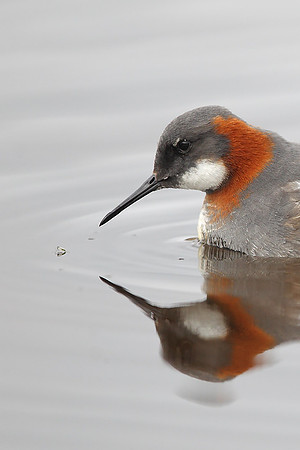 Red-necked Phalarope