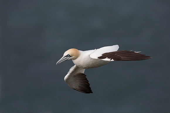 Gannet