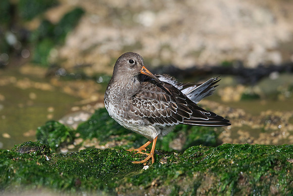 Purple Sandpiper