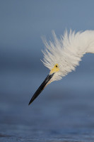 Snowy Egret