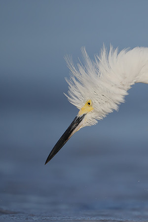 Snowy Egret