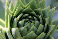 Form