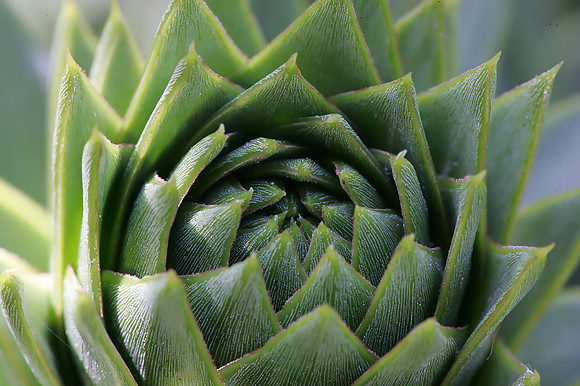 Monkey Puzzle
