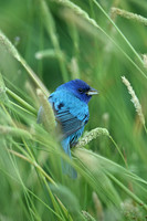 Indigo Bunting