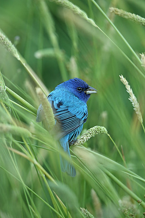 Indigo Bunting