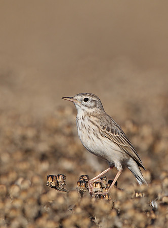 Berthelot's Pipit