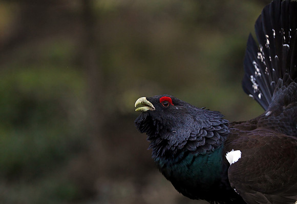Capercaillie