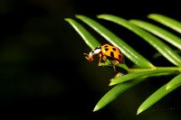 Ladybird