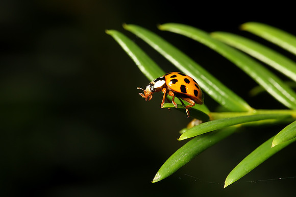 Ladybird